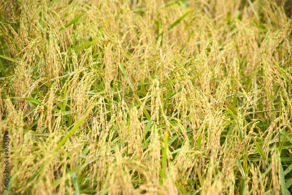 The paddy rice close up and green background The paddy rice close up and green background