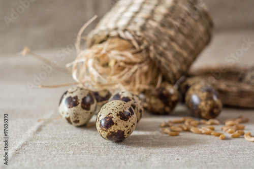 Quail eggs and wheat on grey background
