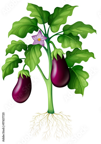 Eggplants on the tree