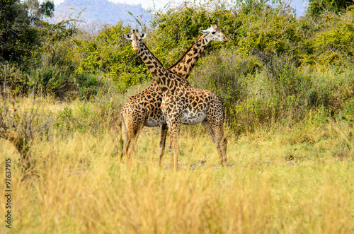 A picture of two giraffes , one looking one way , the other looking the other way .The picture is called " Giraffes-covering all angles" © jtplatt