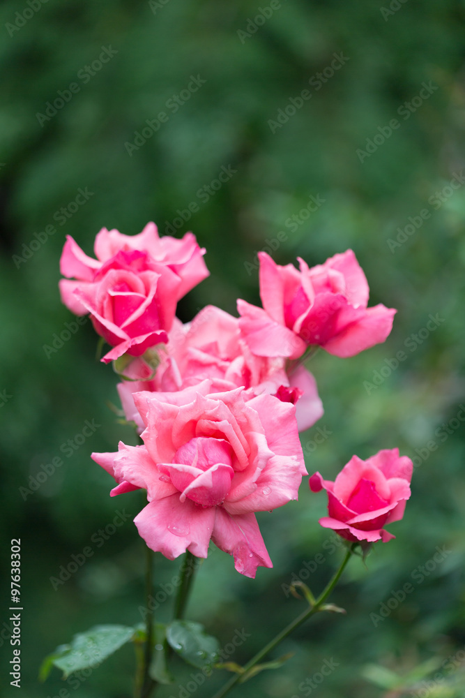 Beautiful blooming pink rose on a green background Beautiful blooming pink rose on a green background