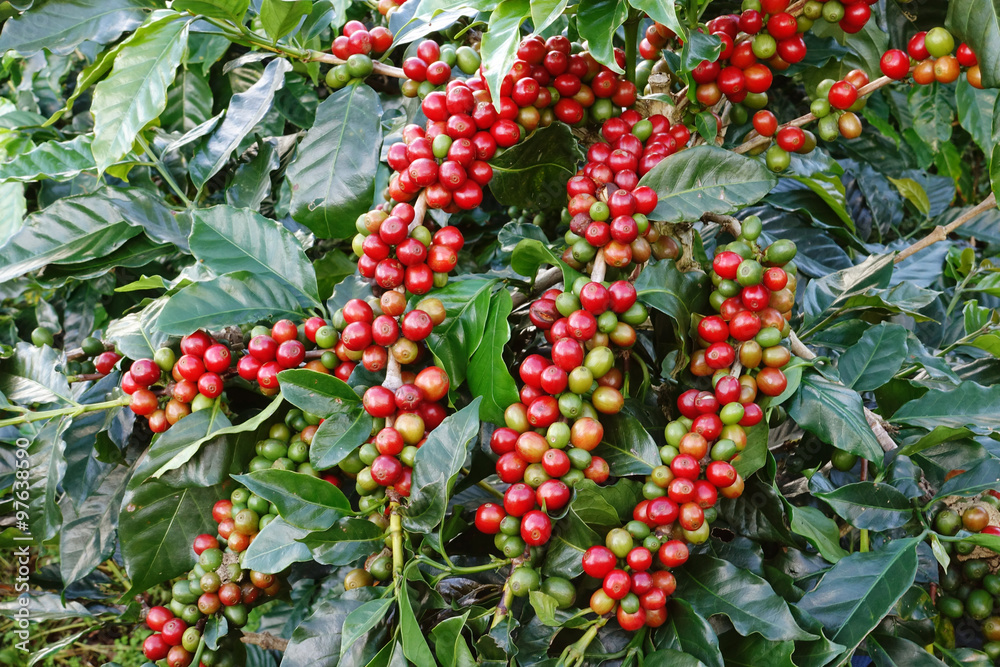 Obraz premium Coffee beans ripening on a tree.
