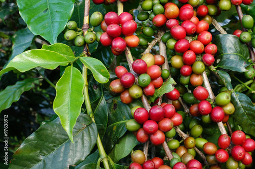 Wallpaper Mural Coffee beans ripening on a tree. Torontodigital.ca