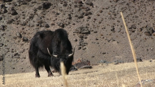 yaks graze on the mountain pasture
