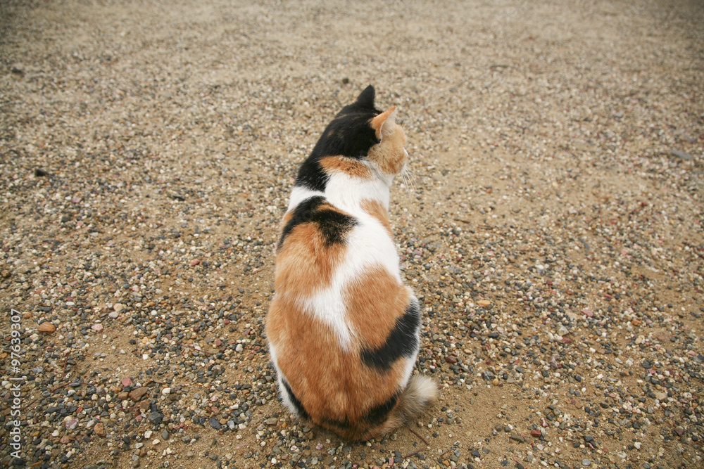 Back Of Cat