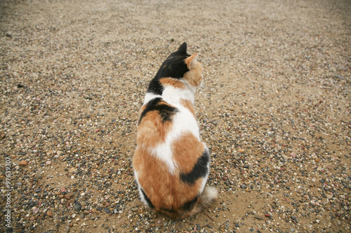Calico cat from the back sitting on the ground