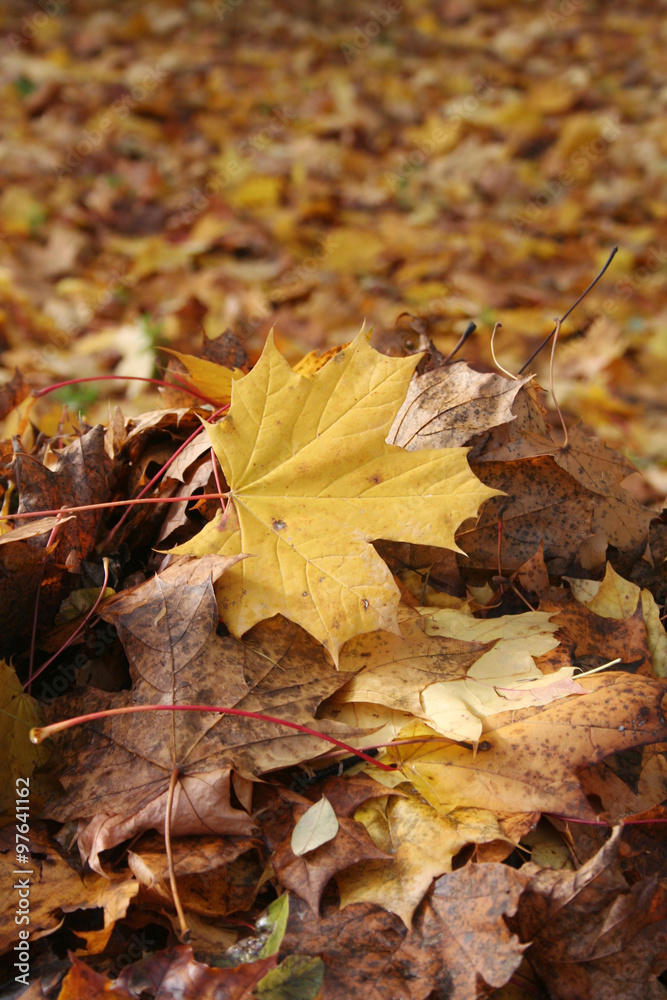 mucchio di foglie di acero in giardino.  Autunno