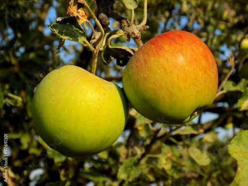 Apples on tree photo
