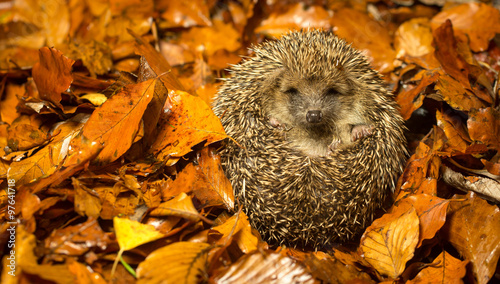 A young cute hedgehog curled up in autumn leaves photo