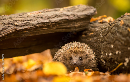 Fotografia A small cute hedgehog walking through the woodland looking for food