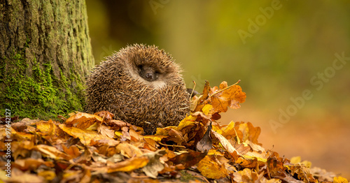 Fototapet A cute little wild hedgehog curled up in a pile of golden autumn leaves