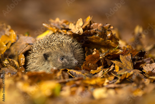 Leinwand Poster A cute little wild hedgehog walking through golden autumn leaves
