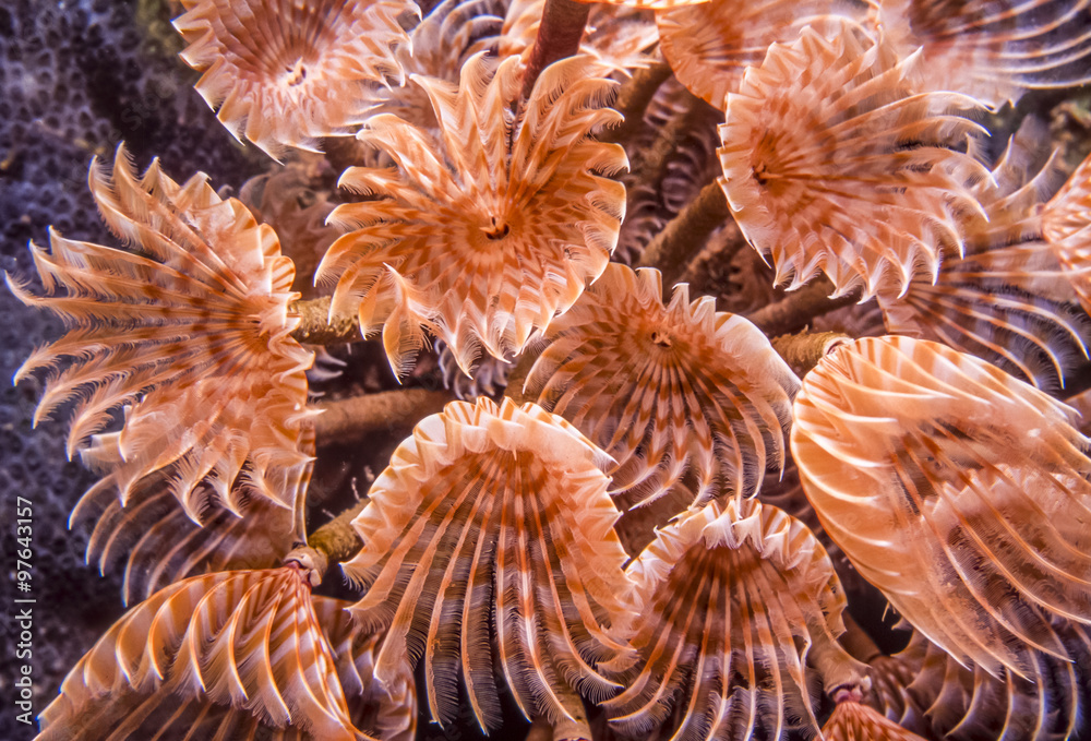 social feather duster, Bispira brunnea social feather duster, Bispira brunnea
