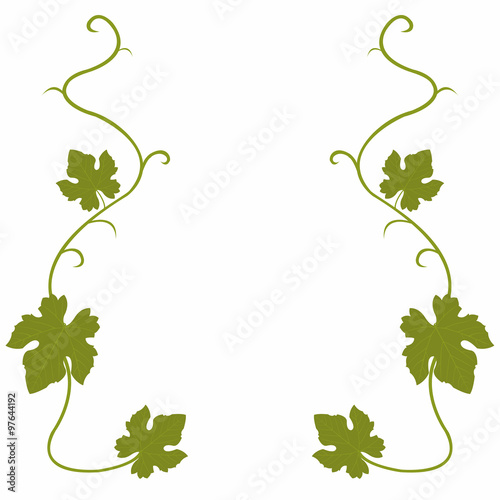 Grapes vine background