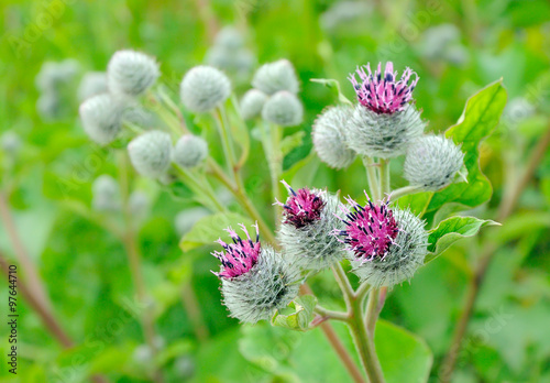 Flowering Great Burdock (Arctium lappa), selective focus photo