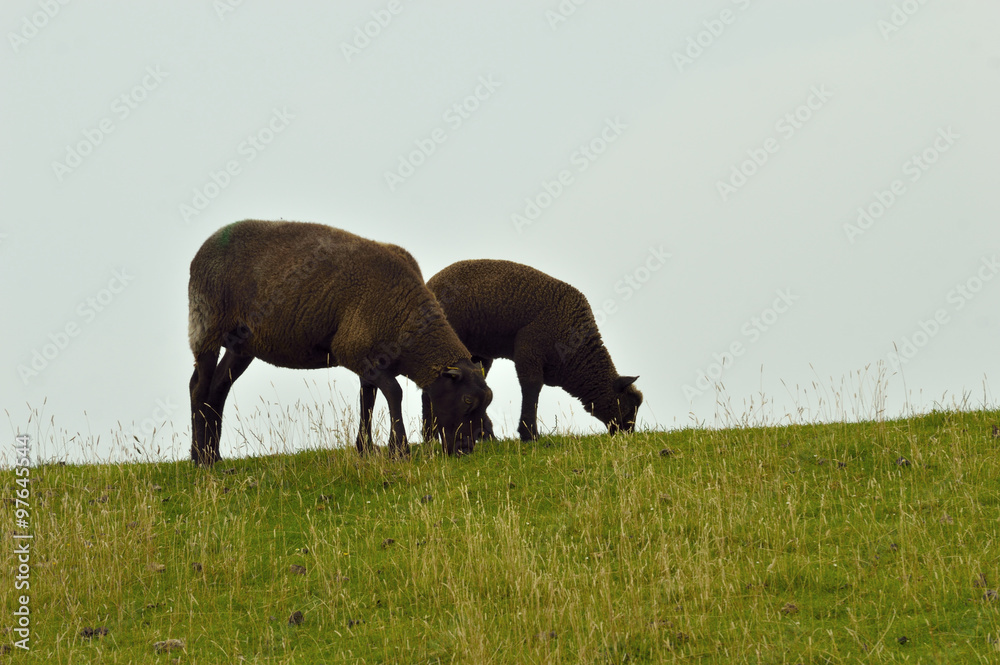 Fototapeta premium black sheep