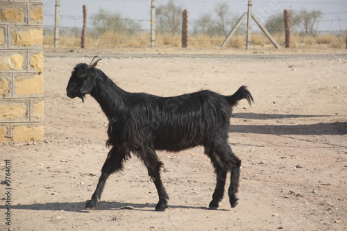 Goat in the Desert National Park, Rajasthan, India