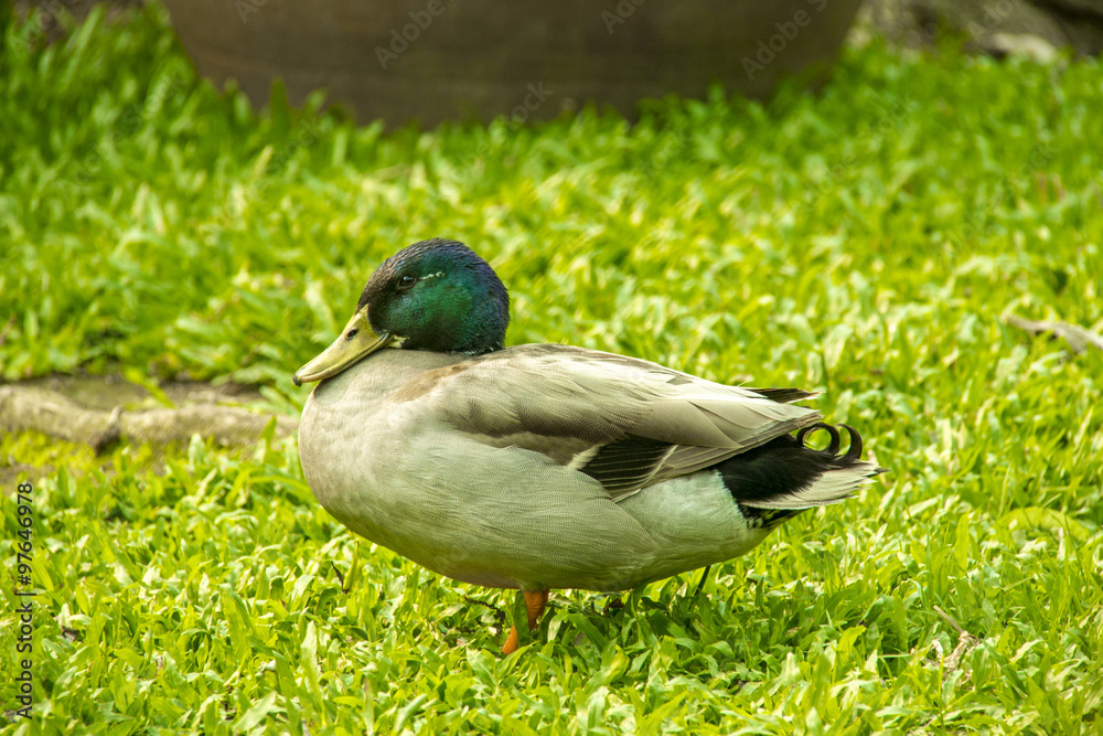 Male mallard duck standing isolated on grass field Male mallard duck standing isolated on grass field