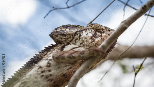 Oustalet chameleon portrait in a forest on a blue background photo