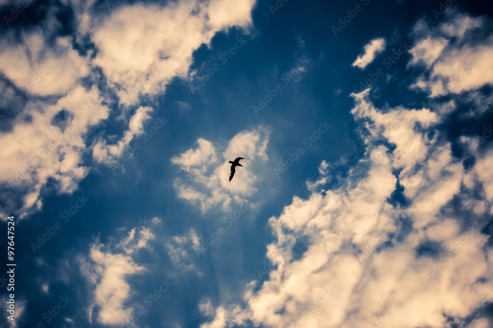 dramatic sky with lone bird