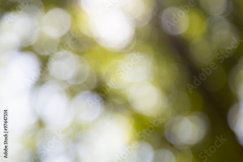 blurred bokeh shot of a tree for backgrounds