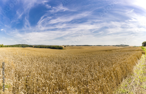 HDR panorama of a wheat field and dramatic sky