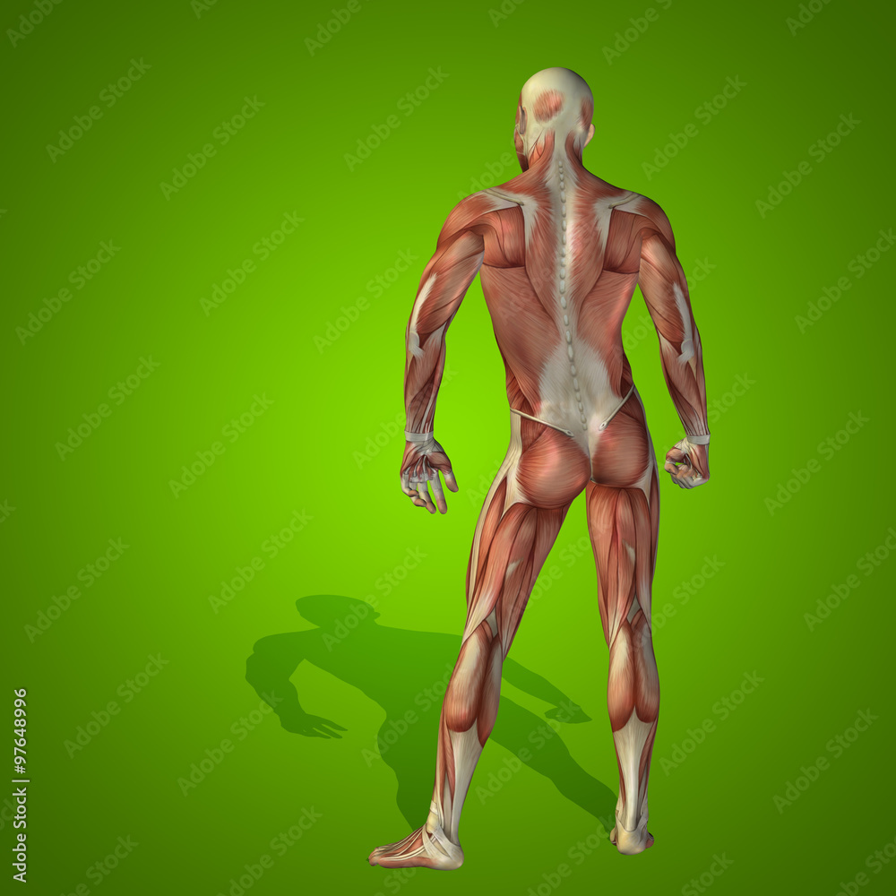 Conceptual 3D human man health anatomy Conceptual 3D human man health anatomy