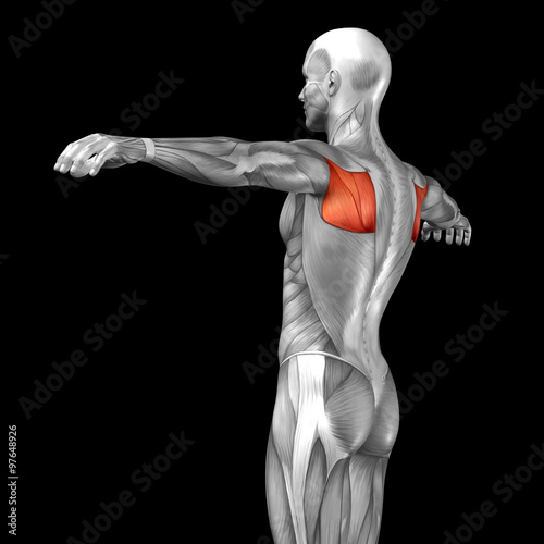 Conceptual 3D anatomy muscle isolated