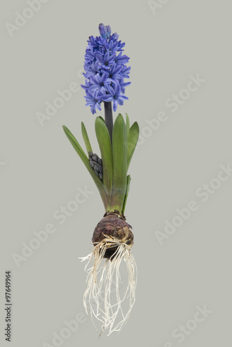 blue Hyacinth with bulb on vintage background photo