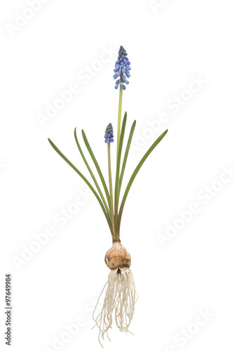 Blue grape Hyacinth  with bulb on vintage background