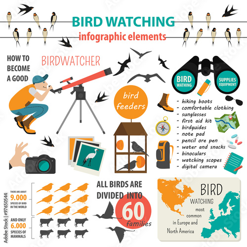Bird watching infographic template