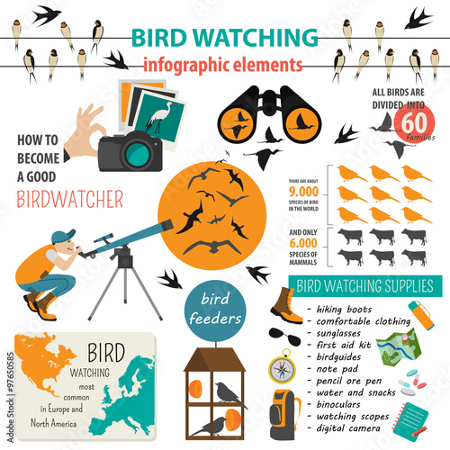 Bird watching infographic template