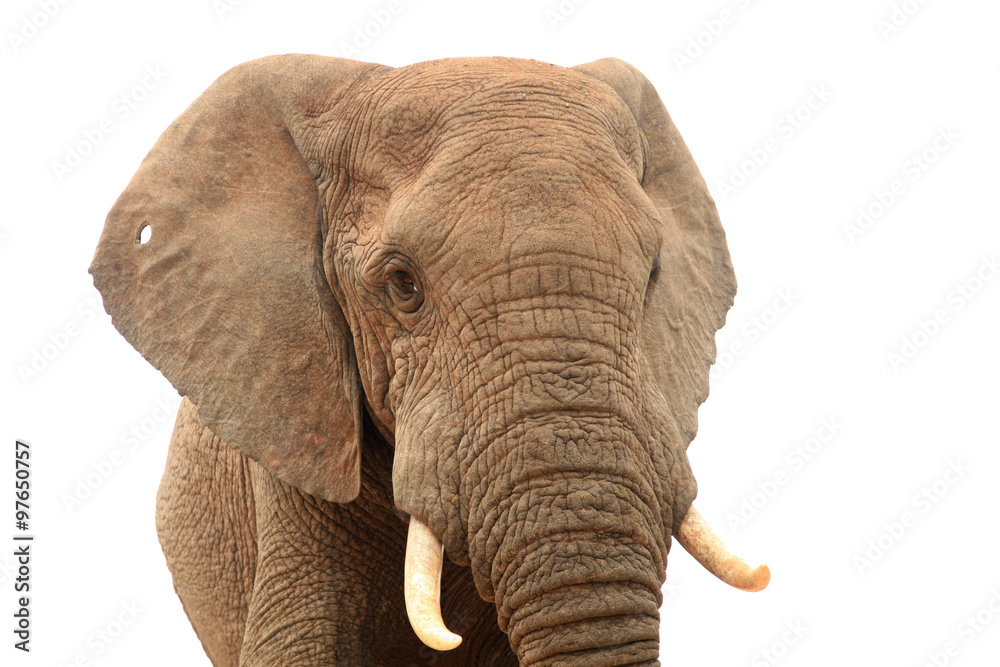 Obraz premium elefante