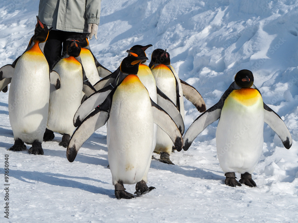 Fototapeta premium Emperor penguin walk on snow