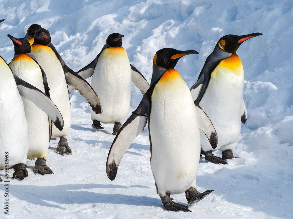 Naklejka premium Pingwin cesarski chodzić po śniegu