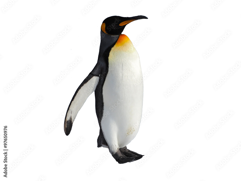 Naklejka premium Pingwin cesarski spacer po śniegu