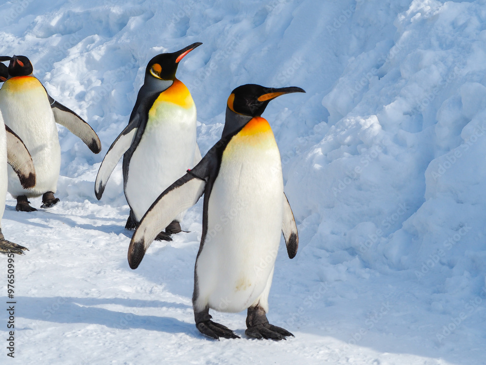 Naklejka premium Emperor penguin walk on snow