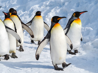 Fototapete Pinguin Kaiserpinguin spaziert durch Schnee  © joeydanuphol