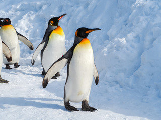 Fototapete Pinguin Kaiserpinguin läuft über frischen Schnee  © joeydanuphol