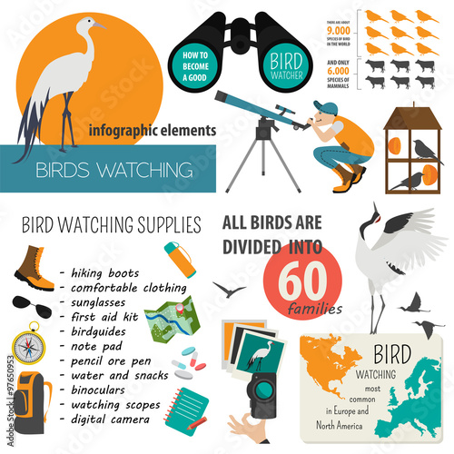 Bird watching infographic template