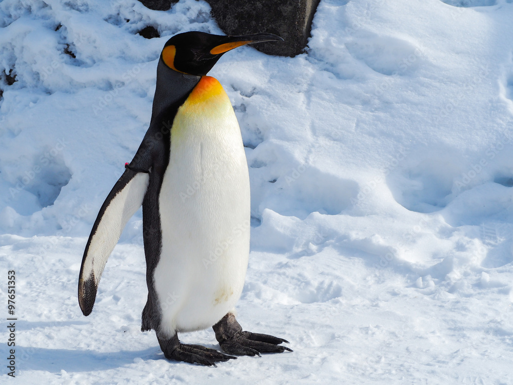 Fototapeta premium Emperor penguin walk on snow