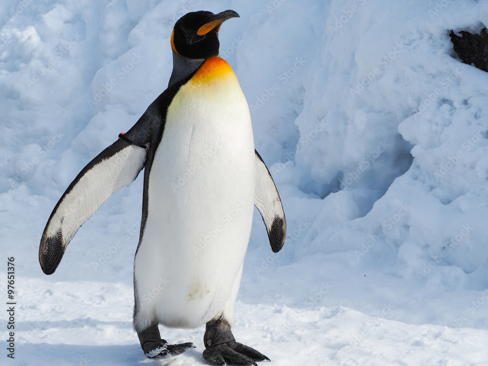 Obraz premium Pingwin cesarski chodzić po śniegu