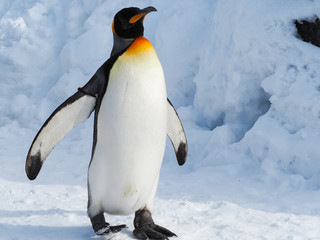 Fototapete Pinguin Kaiserpinguin wandert über Schneefläche  © joeydanuphol