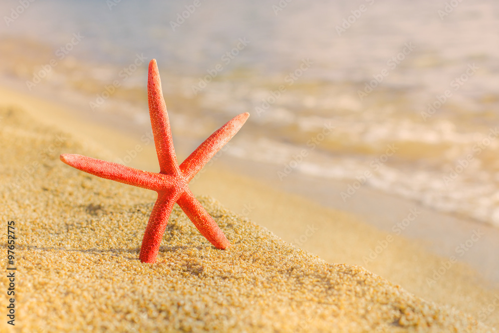 Summer Travel Destination Starfish on the Beach Summer Travel Destination Starfish on the Beach