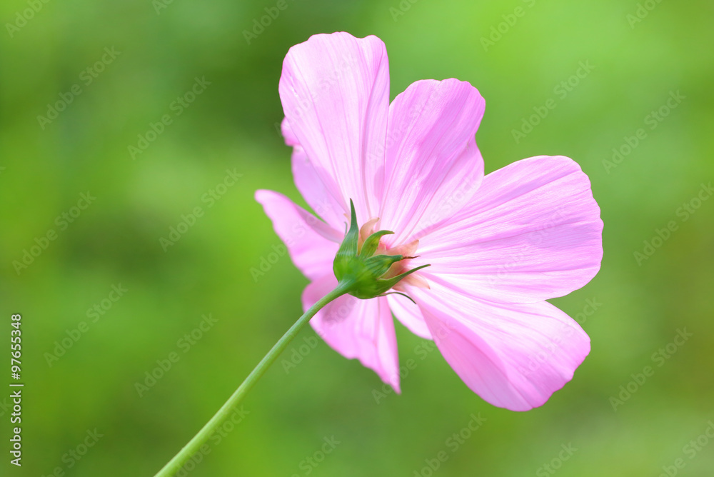 Cosmos pink flower. Cosmos pink flower.
