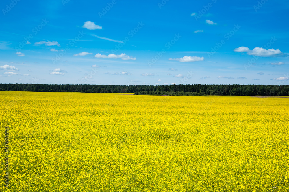 Spring landscape , forest and yellow field Spring landscape , forest and yellow field