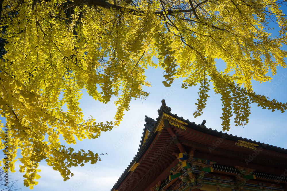 Yellow autumn leaves of Ginkgo tree with a shrine, Ueno, Tokyo, Japan