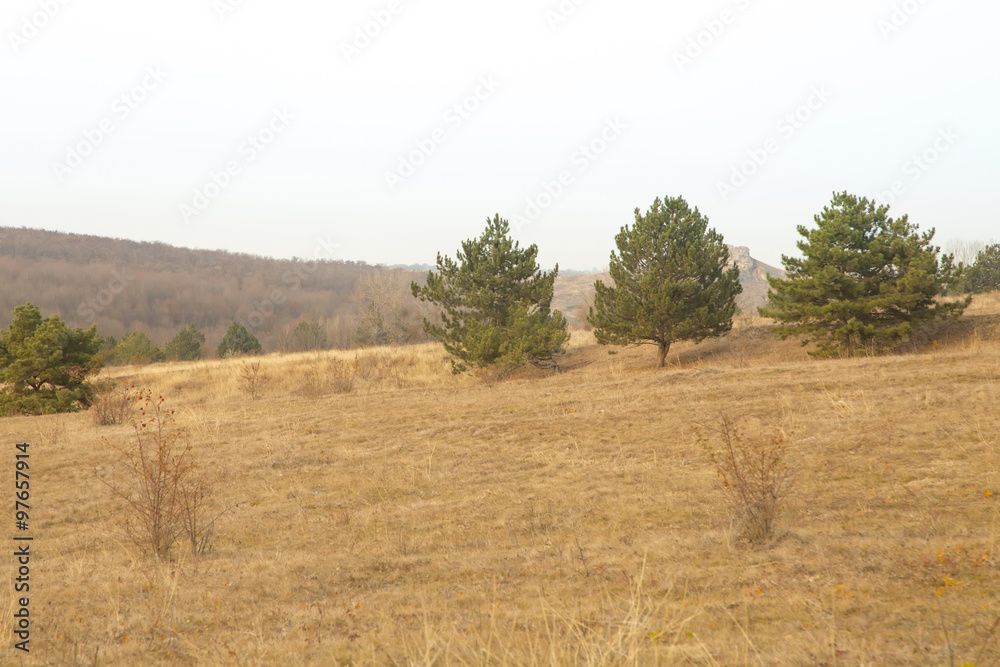 Obraz premium Pine trees on hill, beautiful landscape