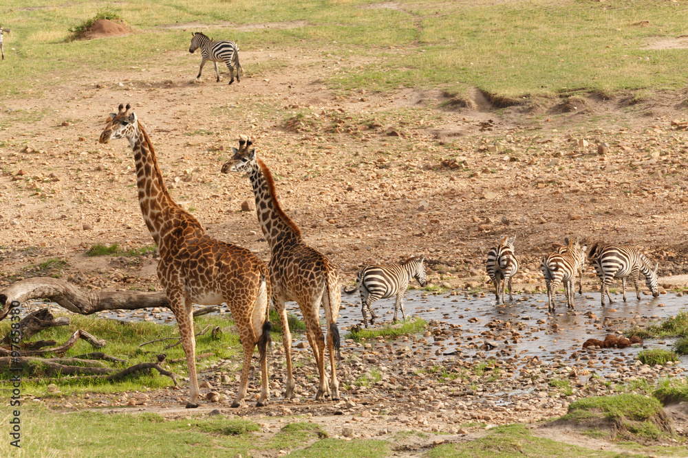 Obraz premium Giraffenpaar