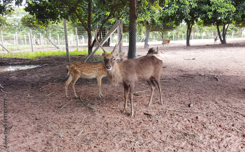 Staring Deer in an open zoo